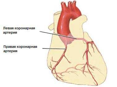 Общее строение системы кровоснабжения миокарда