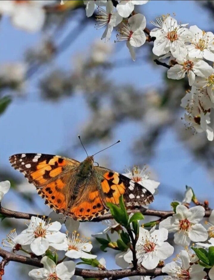 Сады цветут 