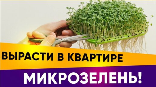 Микрозелень. Как вырастить