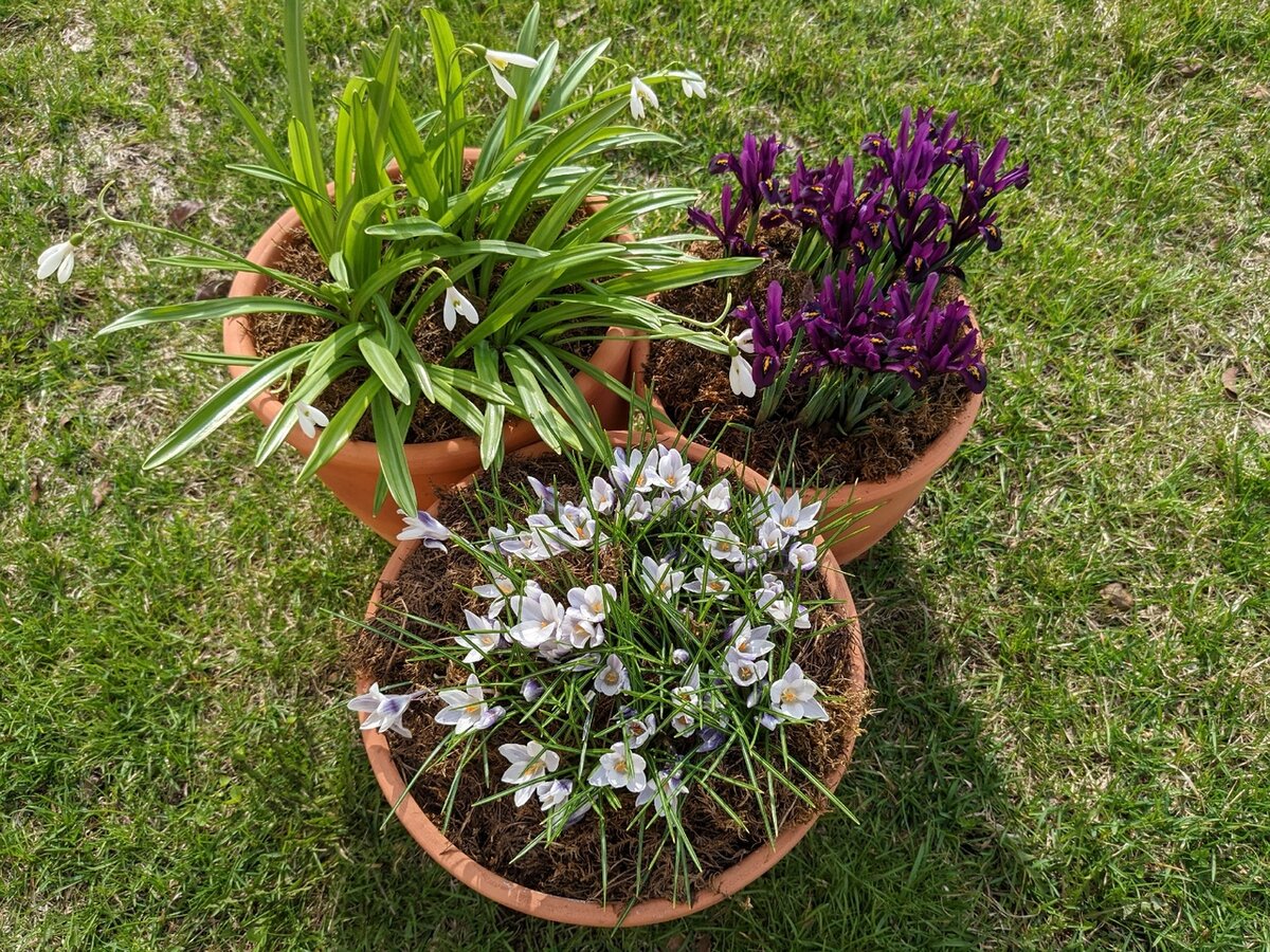 Контейнерный сад первоцветов принес мне в апреле много положительных эмоций