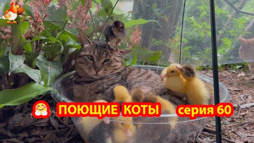 Крутые коты у птичьего двора выпуск 60 🐈‍⬛😹 Утята и цыплята в тазике с Котом под зонтиком 🌧️☔❣️ Природа Абхазии и красивое подворье 🥰