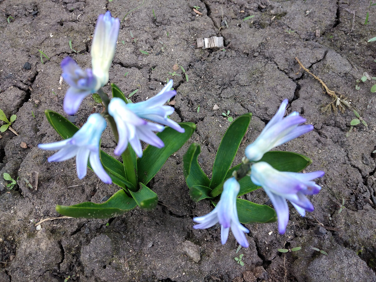 Вот такой невзрачный у меня геоцинт