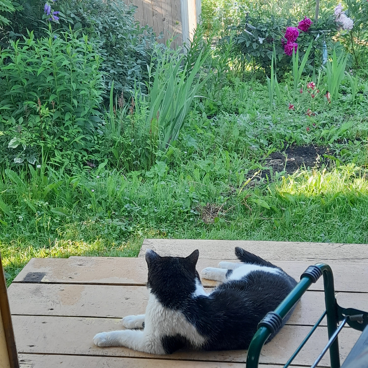 Фото автора. Пока отдыхаем в личном дачном санатории