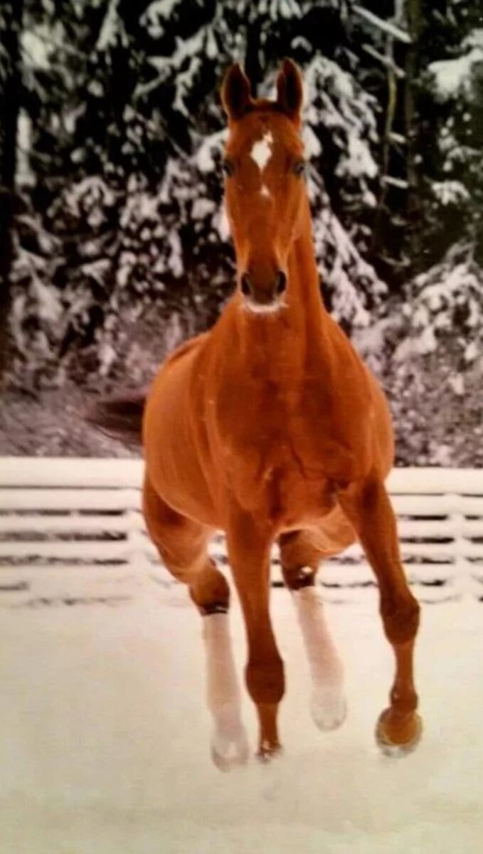 Я никогда о нём не писала.Я редко о нём говорю. Только с мужем.Я боялась даже думать о нём,вернее о том,что его уже нет и не будет.Торнадо.Торик,Торнадёныш,Торт,Барин...его по разному называли,разные люди...И все были правы.Он был Торнадо! Кровлёный будёновец ,в предках которого был славный Померанец и другие великие лошади. Он был аристократ. Не жадный до еды,не суетливый,.благородный,игривый только со мной,честный,с большим сердцем,верный и очень сильный духом. Никогда он не ломался. Невозможно было сломать. Можно было договориться... но договор подписывался не со всеми.Я увидела его ,когда ему было 13 лет. Большой Приз.Вершина выездки. Тонкий,с мощной шеей,с потухшими глазами он тацевал в манеже. И как танцевал!Это была любовь с первого взгляда,наотмашь,до мурашек.Через год он стал моим." Отработанный материал", как мне сказали.С проблемами по здоровью.Он стал моимНа 12 летДо последней минуты его жизни.Это была ЛОШАДЬ!  ЛОШАДЬ с большой букаы!Неоднократный призер и Чемпион России,мне он достался,когда уже был ухайдоканным....Ни на одну секунду ,я не пожалела о том,что была его владельцем,другом,мамкой.Я подарила ему  такую любовь и заботу,которой хватило бы на миллион лошадей. И Торнадо знал это!Эти фотографии сделали для календаря,в котором были лучшие представители,каждой из пород.Торик был показательным для " буденовской" породы!Ярко- рыжий!  Скорее,даже,медный! Крупный,но изящный,в " белых носках" на трёх ногах,с потрясающим шёлковым хвостом,с миндалевидными глазами!!!!Сегодня я подумала,что вы должны знать об этом коне. Он это заслужил.Заслужил своей честной карьерой в большом спорте,своей честной жизнью,своим мужеством,с которым он выносил все беды,выпавшие на его  долю,своей стойкостью,своей красотой , своей абсолютной  и безусловной любовью ко мне.Торнадо,ты был классной лошадью!С " душой", как говорят конники....