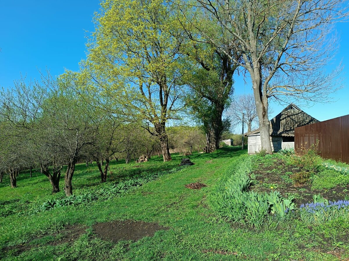 Вот так уже зелено возле дома моего