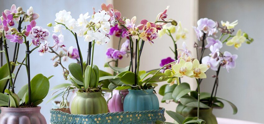 Tiny Dolls от VG Orchids