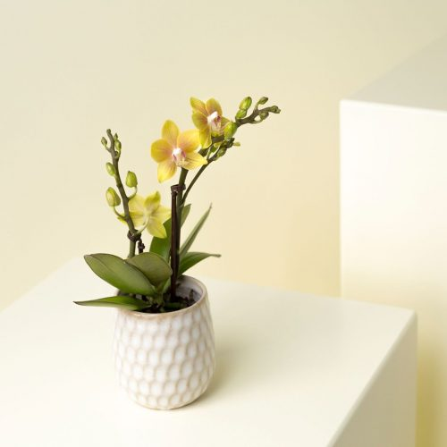 Tiny Dolls от VG Orchids