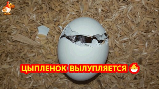 Цыпленок пробивает скорлупу по кругу и выбирается из яйца 🐣