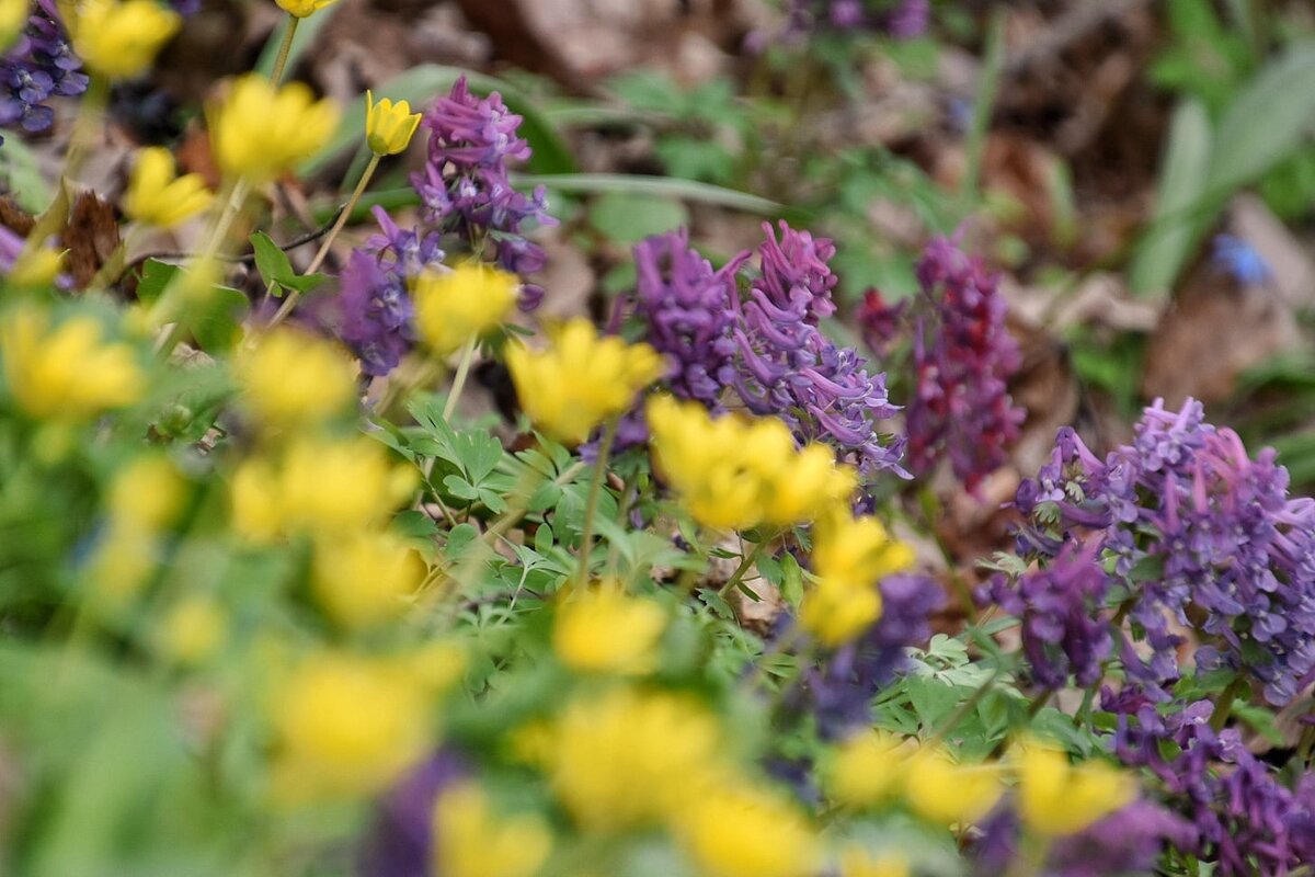 Первоцветы чистяк и хохлатка. Воронежская нагорная дубрава в апреле