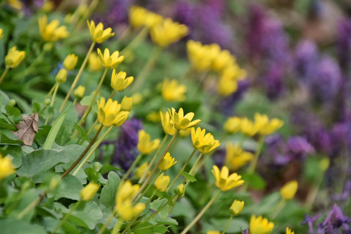 Первоцветы чистяк и хохлатка. Воронежская нагорная дубрава в апреле