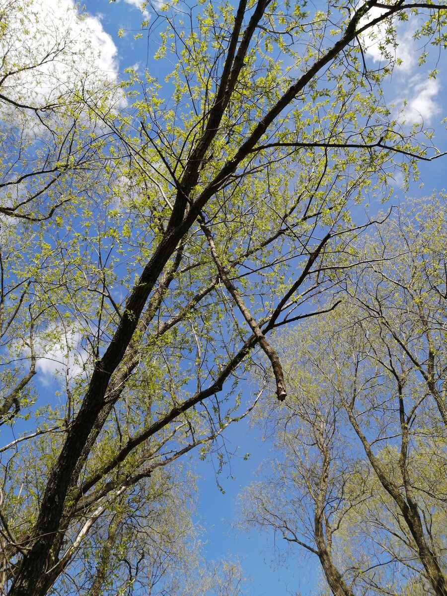 Это тоже после урагана. Висит высоко, с земли не достать даже длинной палкой. Надо снимать. Наверное, вызывать вышку...