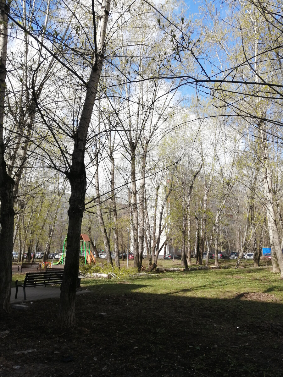 Упало дерево