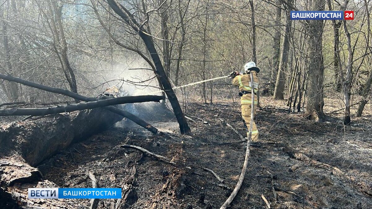    Пожар на площади 85 квадратных метров: в Уфе загорелись травы и кустарники