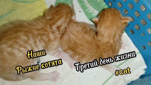 Котятам три дня. Наши рыжие котята от вислоухой кошки Зайки