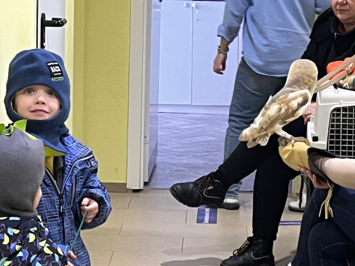 Сегодня видели живую сову