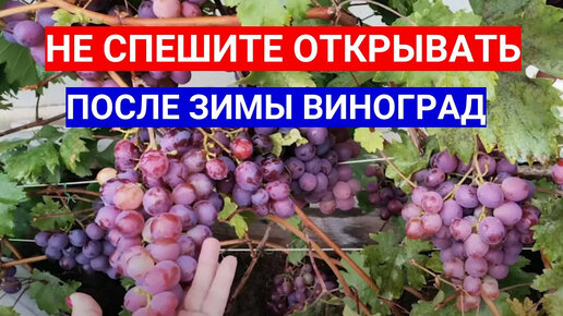 ОТКРЫВАТЬ ВИНОГРАД НЕ СПЕШИТЕ В АПРЕЛЕ - ПЛАН РАБОТ. КОГДА ОТКРЫТЬ ВИНОГРАД ПОСЛЕ ЗИМЫ