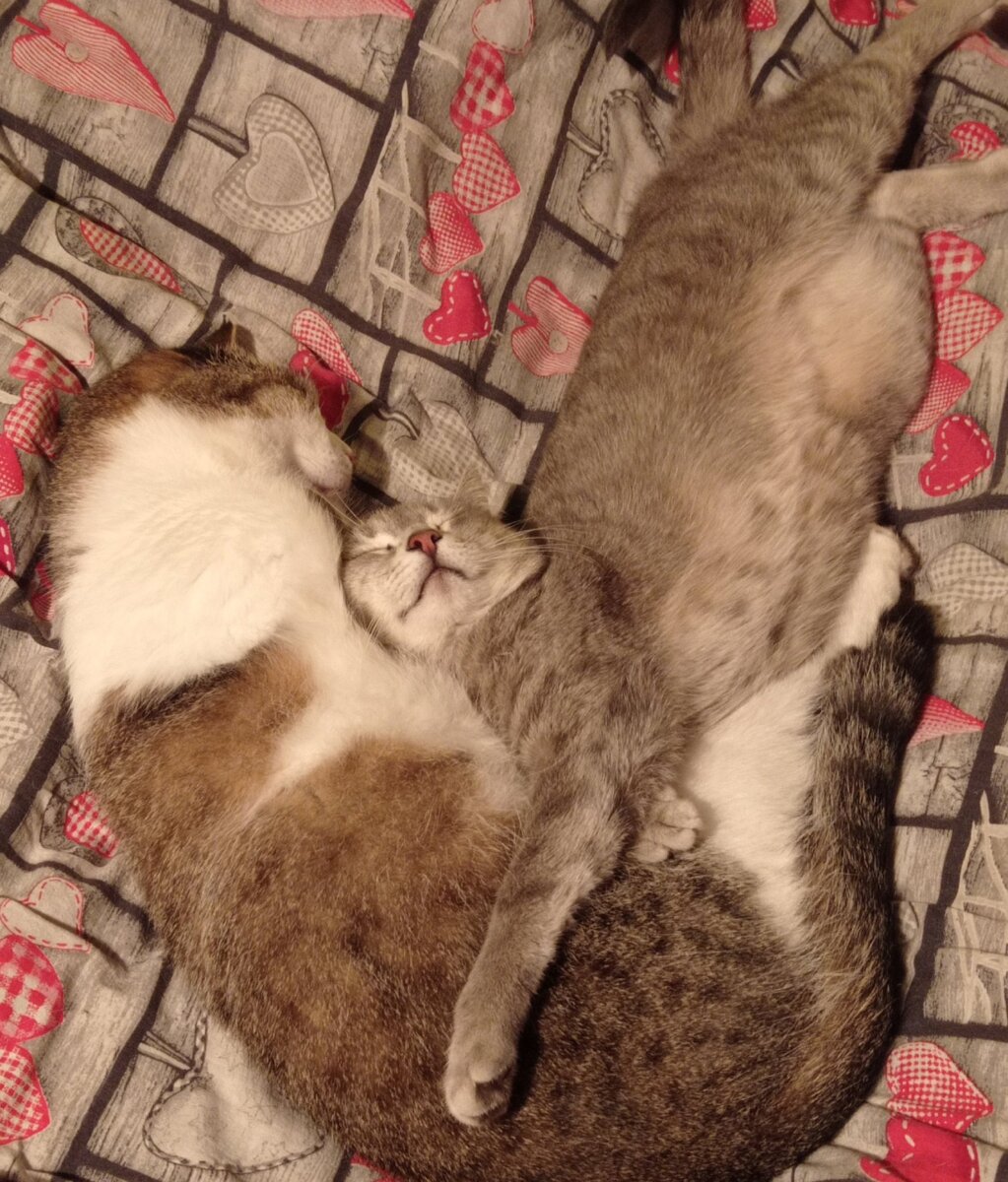Леша котиков