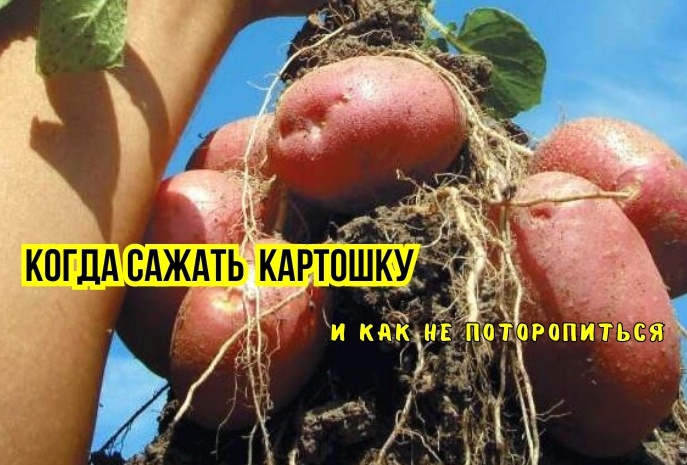 Вот почему при ранней посадке картошки клубней меньше, они мельче и менее крахмальные: 3 причины не спешить сажать рано. И как выбрать сроки