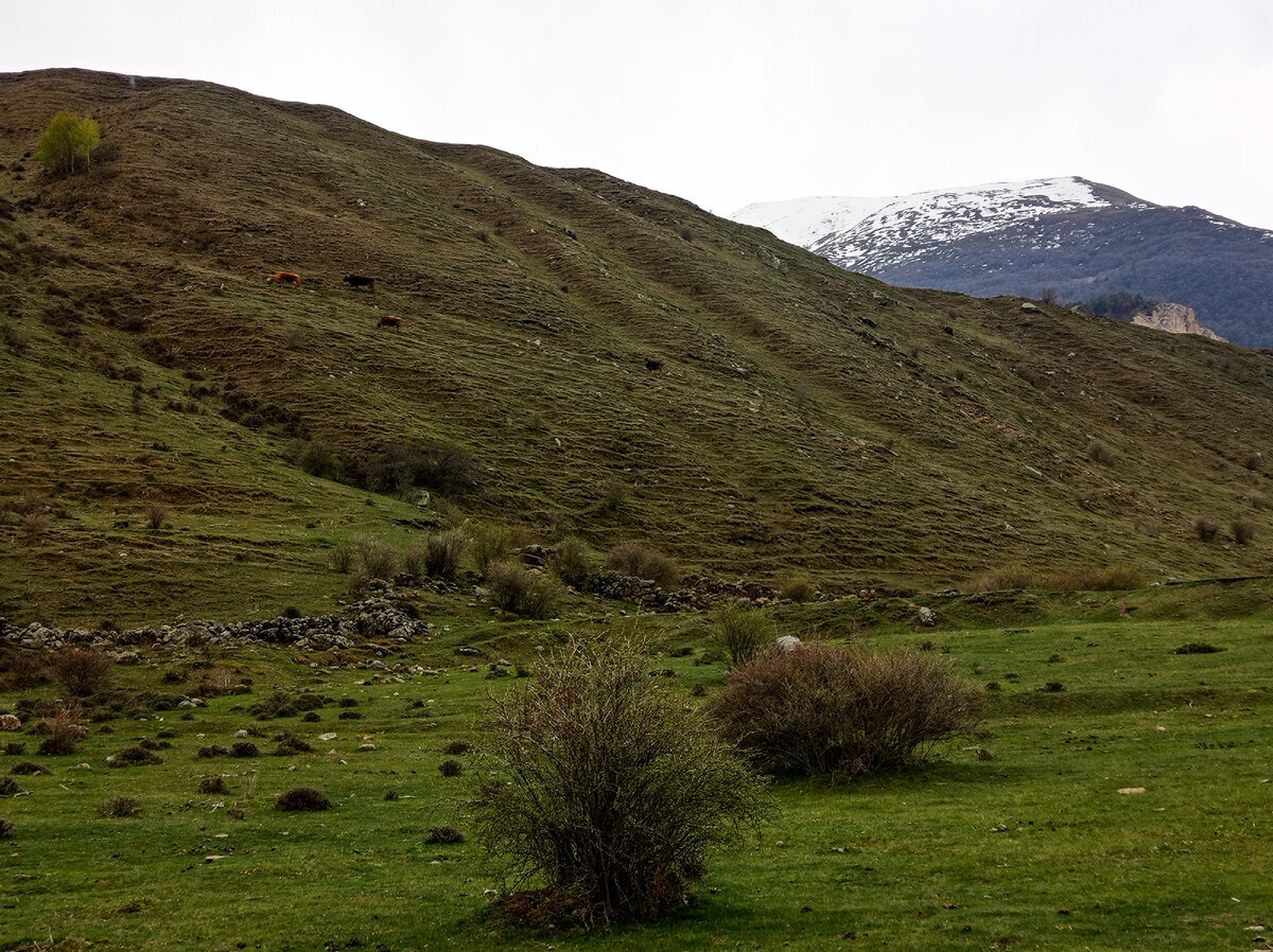 И ещё коровы – выше, на склоне