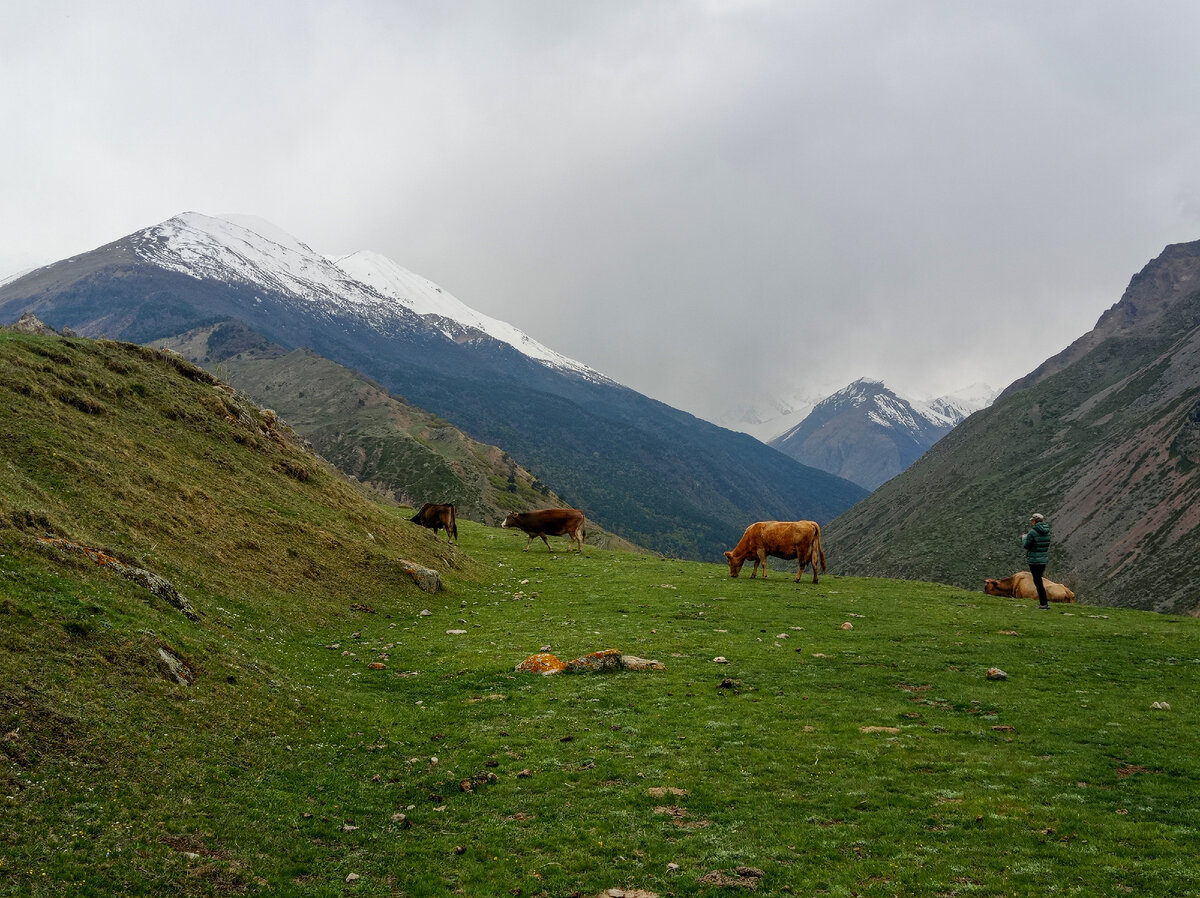 Коровы над Булунгу