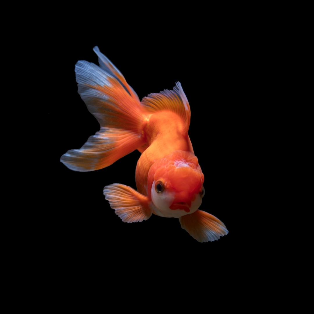 золотая рыбка