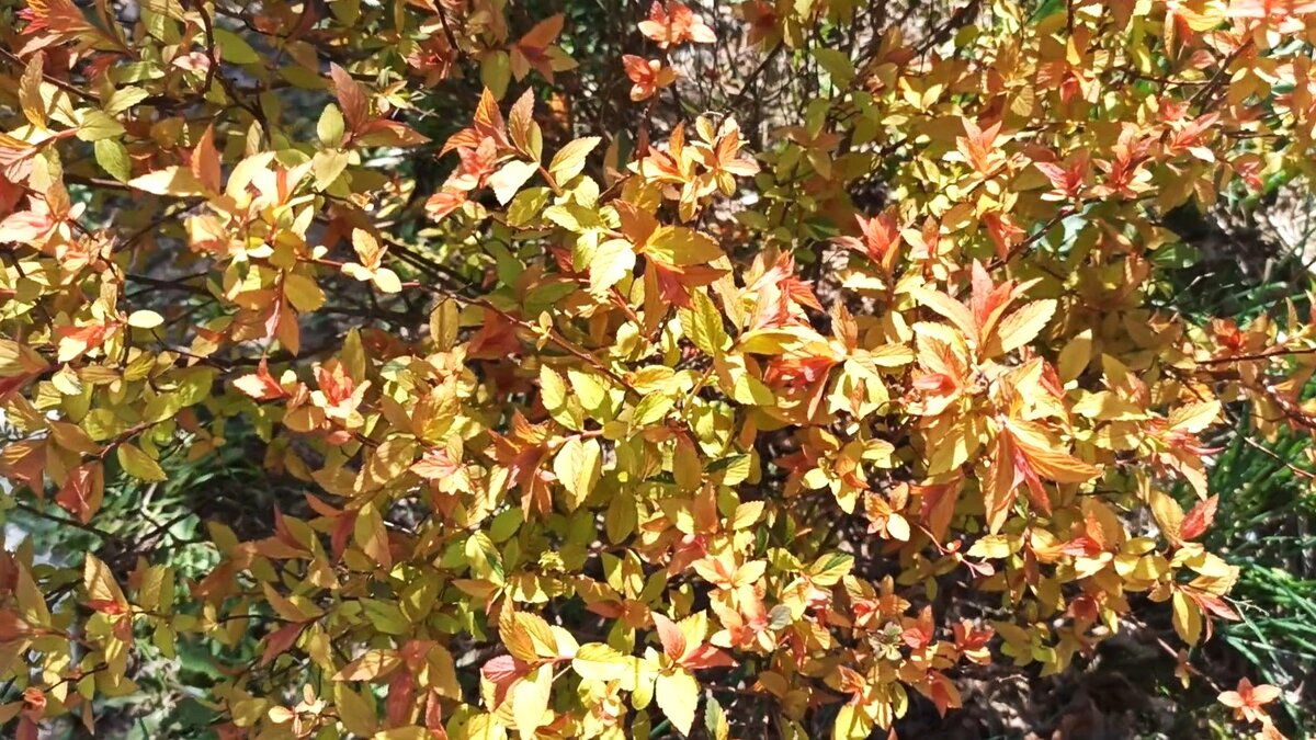 Сорт «Goldflame».
