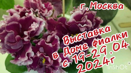 ФИАЛКИ-2024. Выставка с 19 по 29 апреля 2024г. в Доме Фиалки (г.Москва).