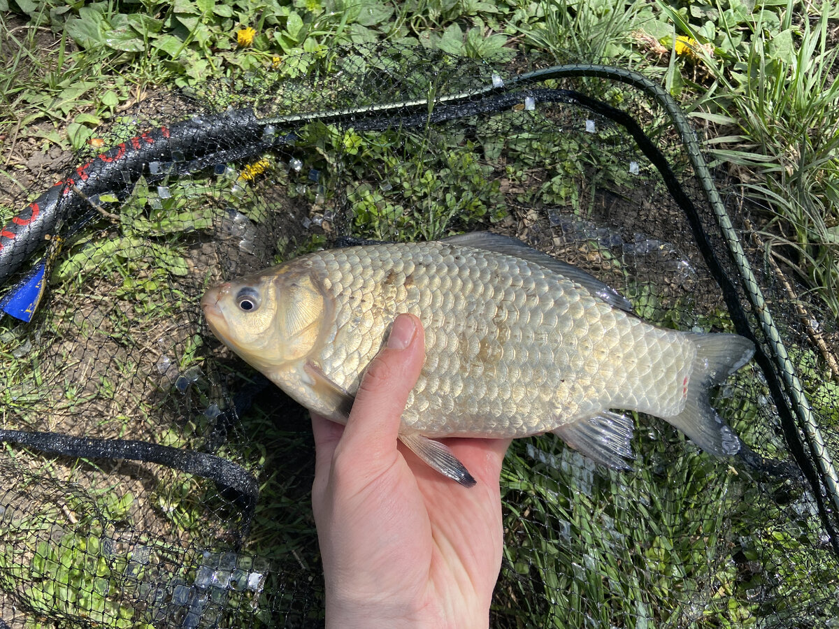 Рыбалка в Белгородской области. Шагаровский пруд | FISHINGENE / Блог о  рыбалке | Дзен