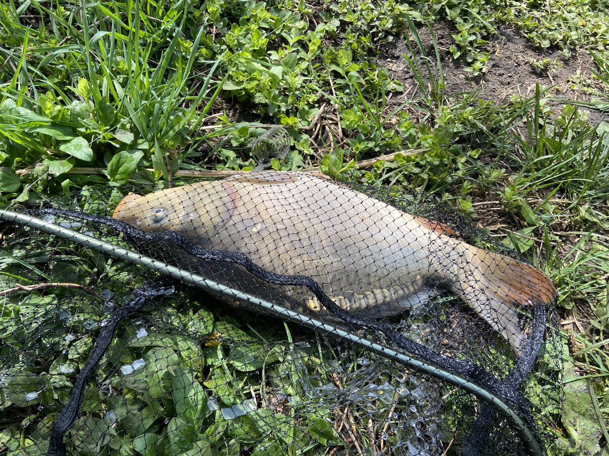 Рыбалка в Белгородской области. Шагаровский пруд | FISHINGENE / Блог о  рыбалке | Дзен