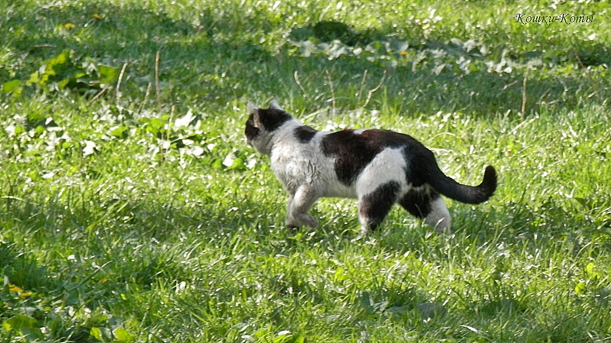 День прекрасных бульдогов, танцующих коров и чипированных котов. 