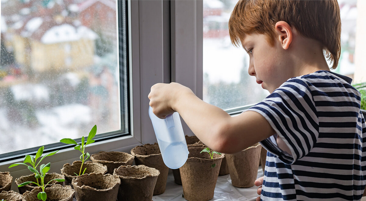 L'alimentazione iniziale dovrebbe essere effettuata immediatamente dopo la comparsa della prima foglia vera.