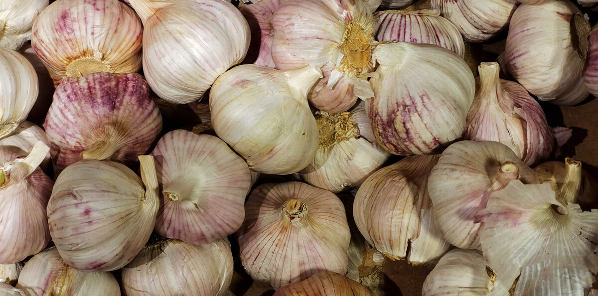 Озимый чеснок присутствует практически на каждом огороде. 