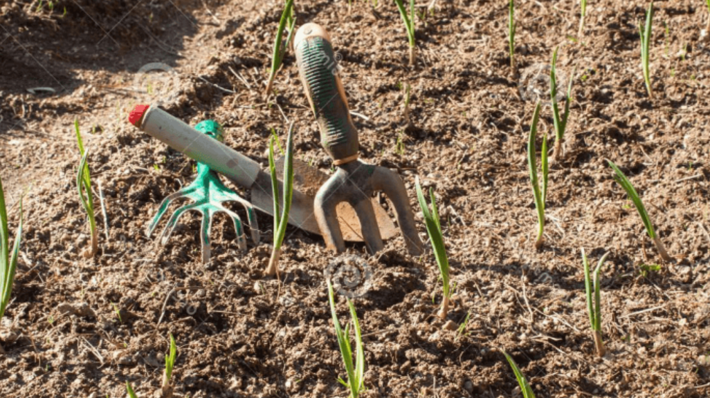 При рыхлении заодно проводится и прополка особенно резвых сорняков — а они, как известно, умудряются вылезать весной в первых рядах.