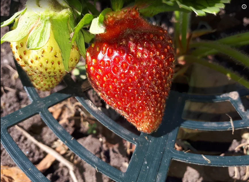 Королева Елизавета