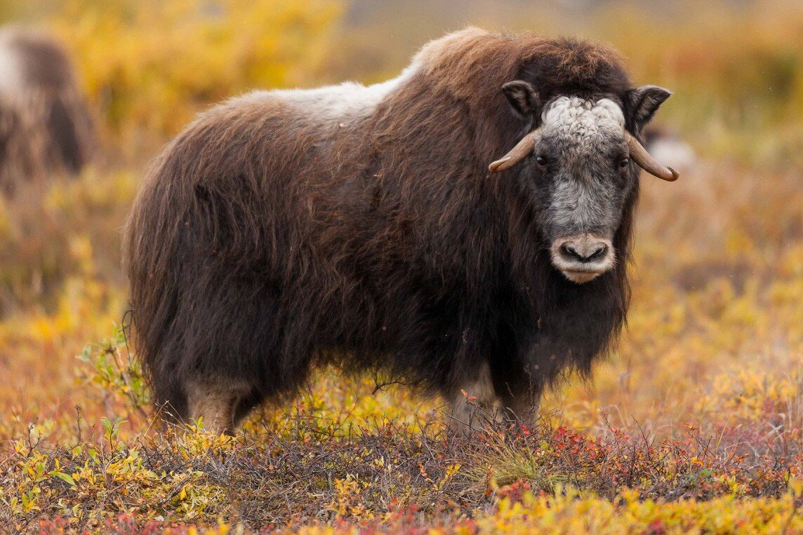 Изображение взято из открытых источников