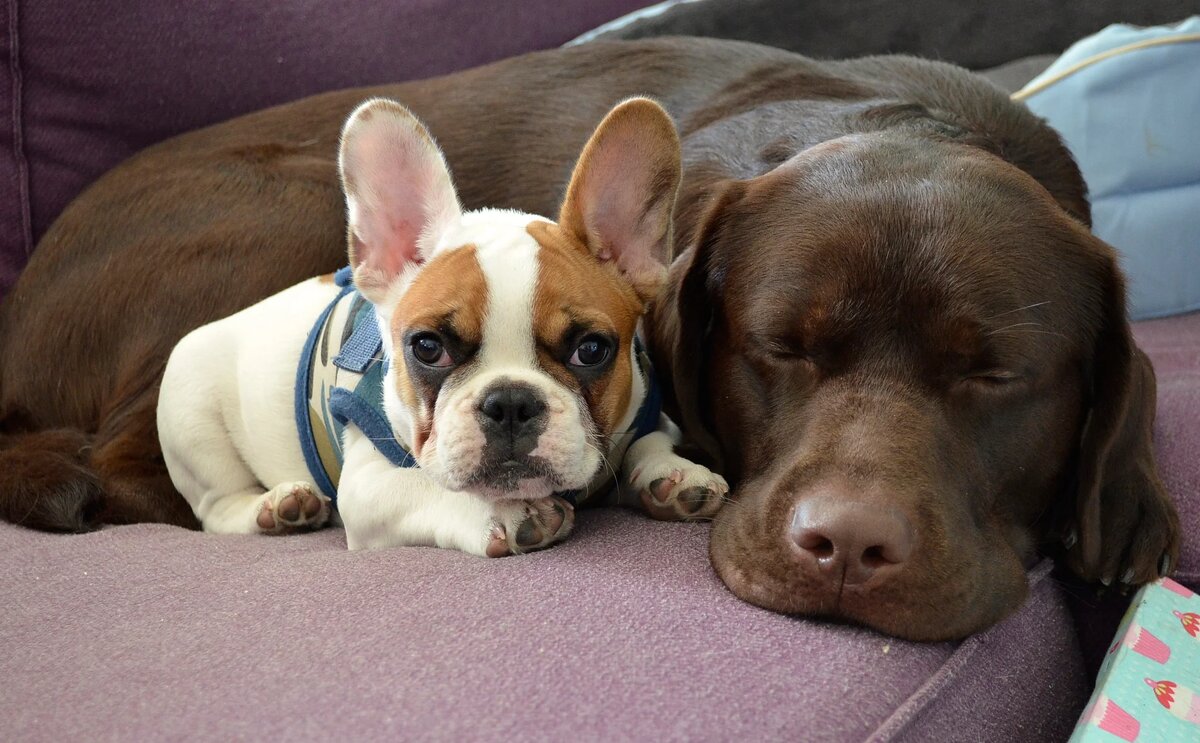 Вот почти такая же "сладкая парочка" была и у Вовы со Светой, только обе собачки были чёрно-подпалыми... Яндекс-фото