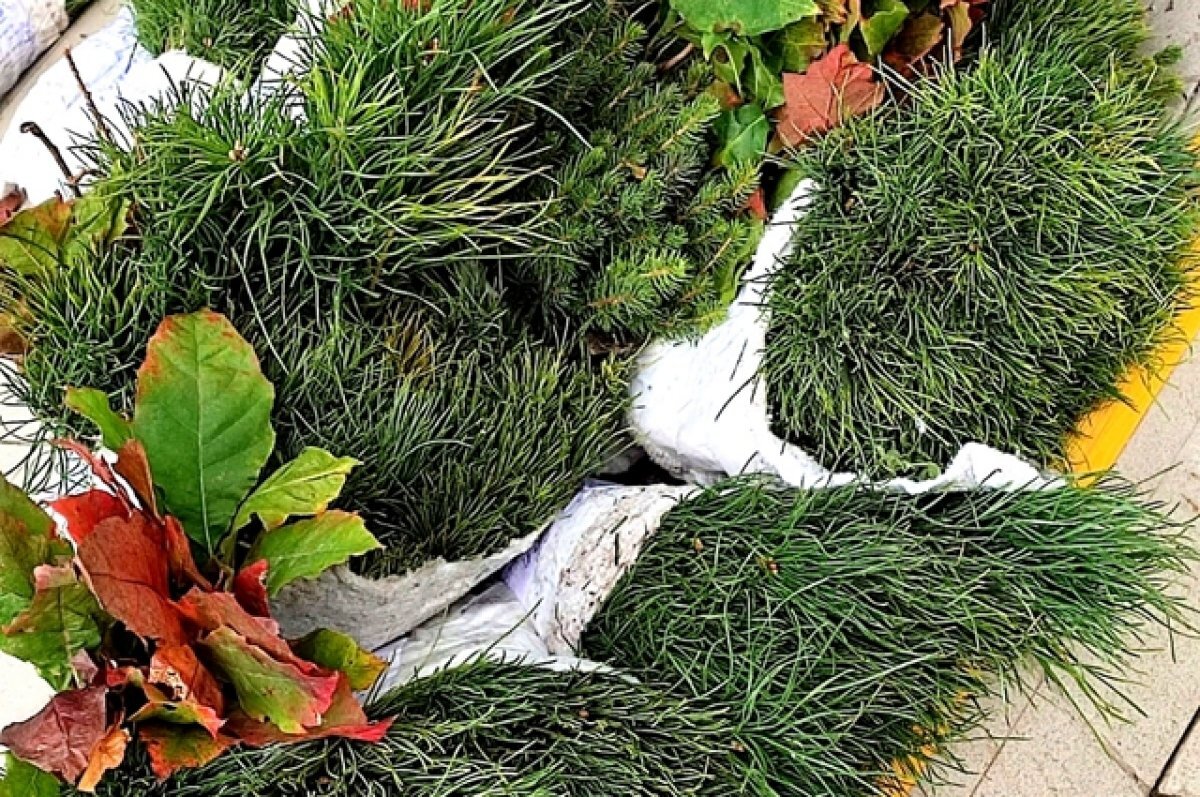    Жителям НСО раздадут бесплатно 10 тысяч кедровых саженцев