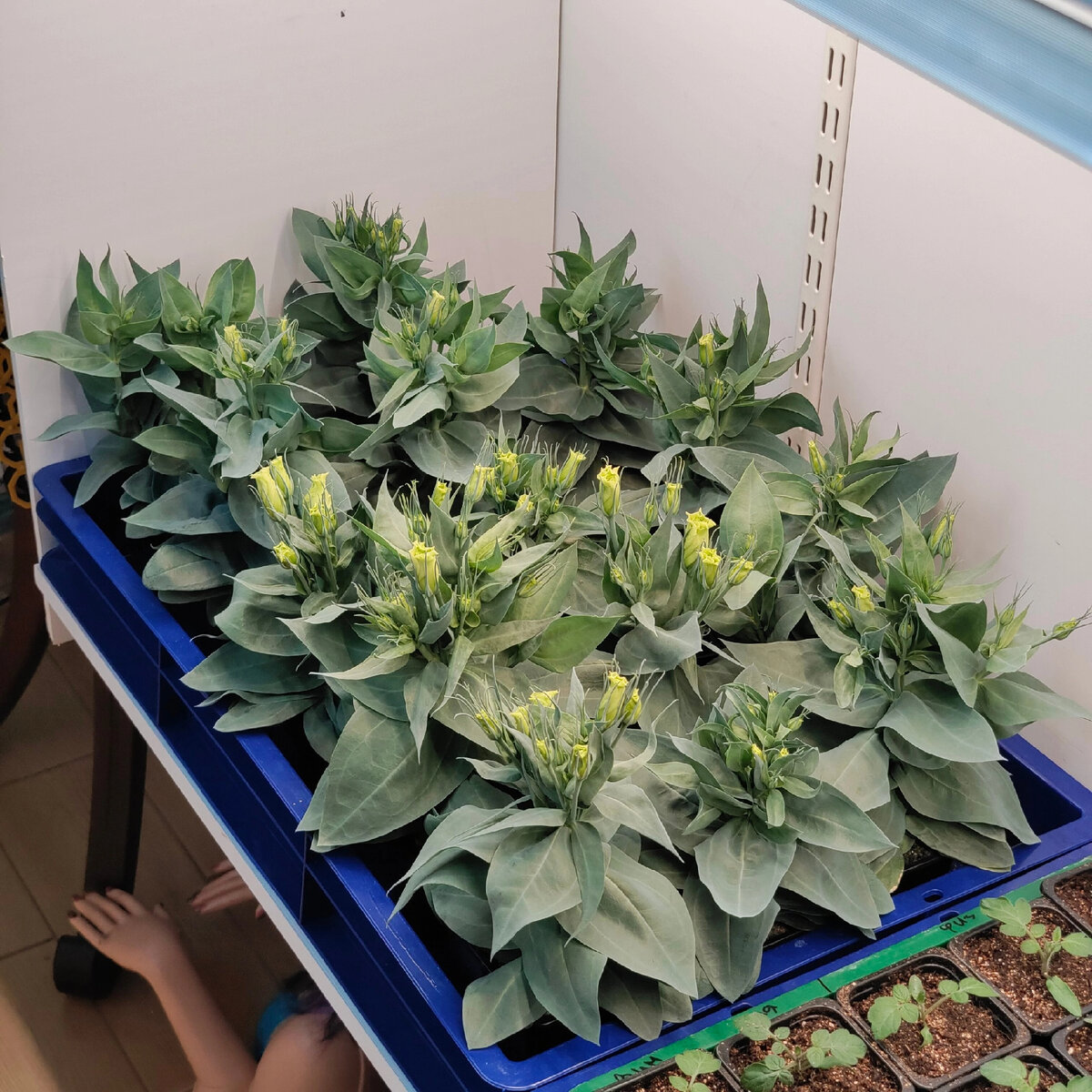 Эустома, фото Владимира Луканина