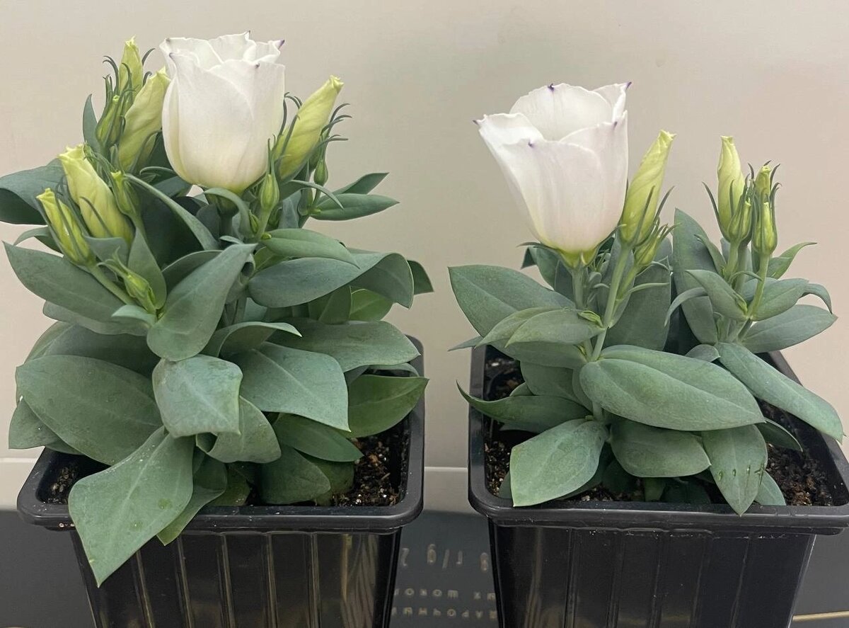 Эустома сапфир