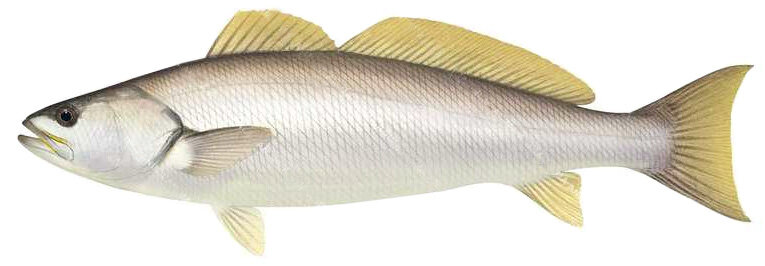 Atractoscion atelodus