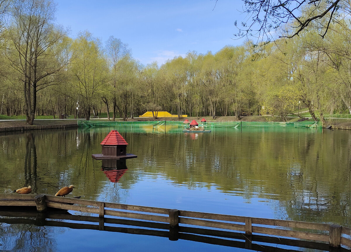 А это уточки огари, о которых я рассказывала в прошлой статье