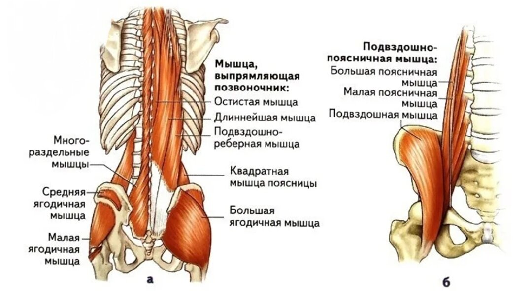 Разгибатели позвоночника. Мышцы разгибатели позвоночника. Мышцы поясничного отдела позвоночника анатомия.