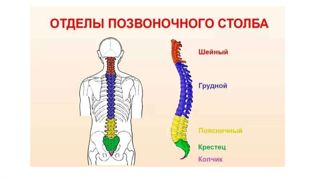 Изгибы позвоночника. Позвоночный столб отделы изгибы. Поясничный отдел позвоночника и крестец. Скелет позвоночника человека анатомия. Схема отделов и изгибов позвоночного столба.