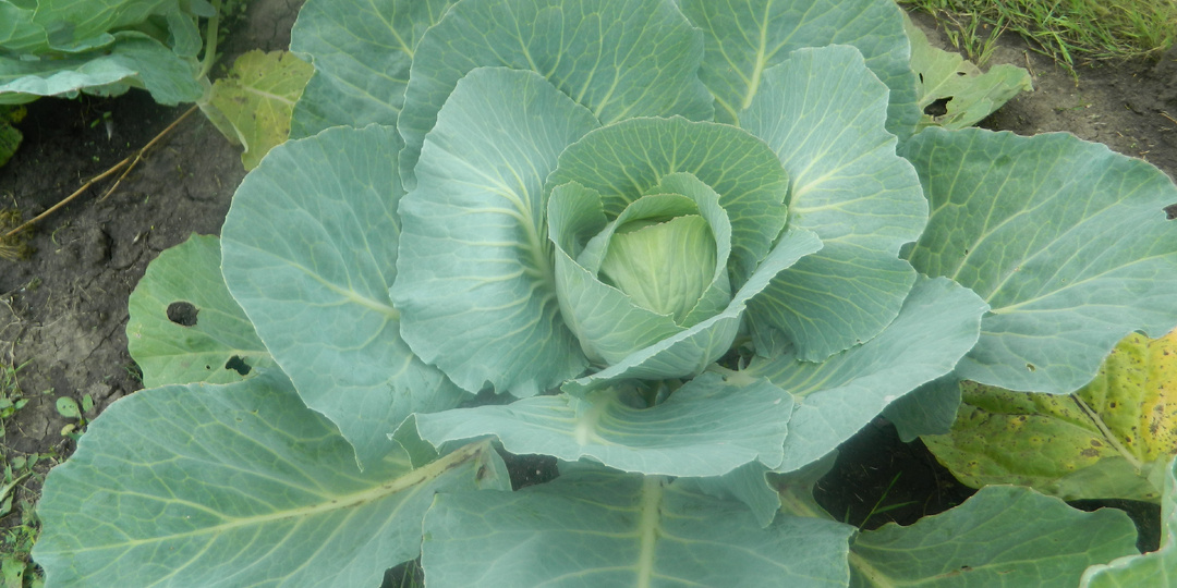 Когда и как посадить капусту в мае 2024 в разных регионах России