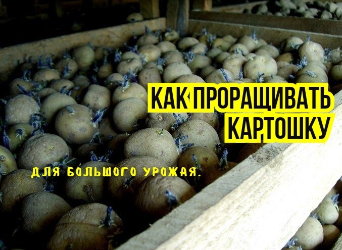 Как лучше проращивать картошку, на свету или в темноте: вопрос на засыпку и добрый совет агронома. И основное отличие методов