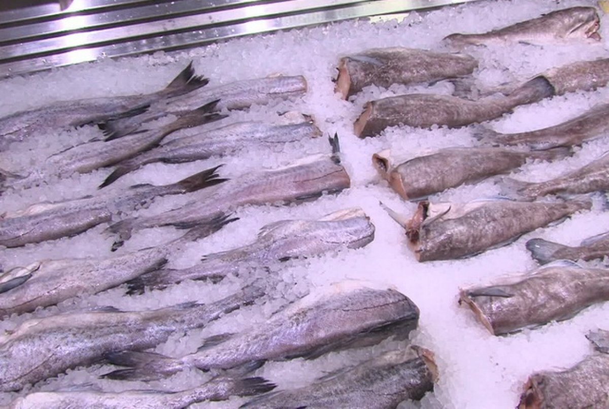    На Камчатке завершён сезон «А» Охотоморской минтаевой путины