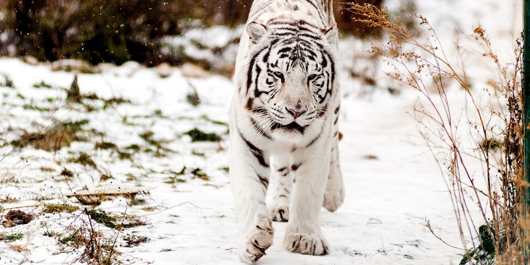 Притча про осла и тигра