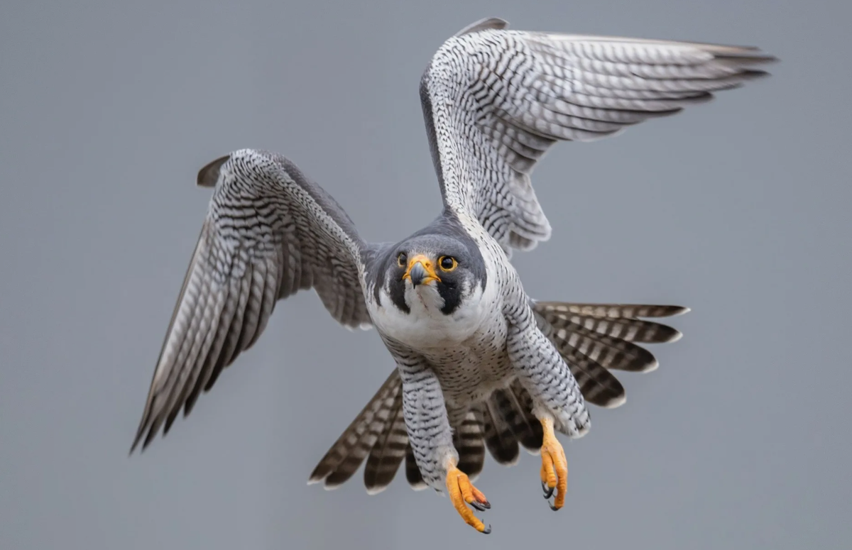 Сапсан (Falco peregrinus)