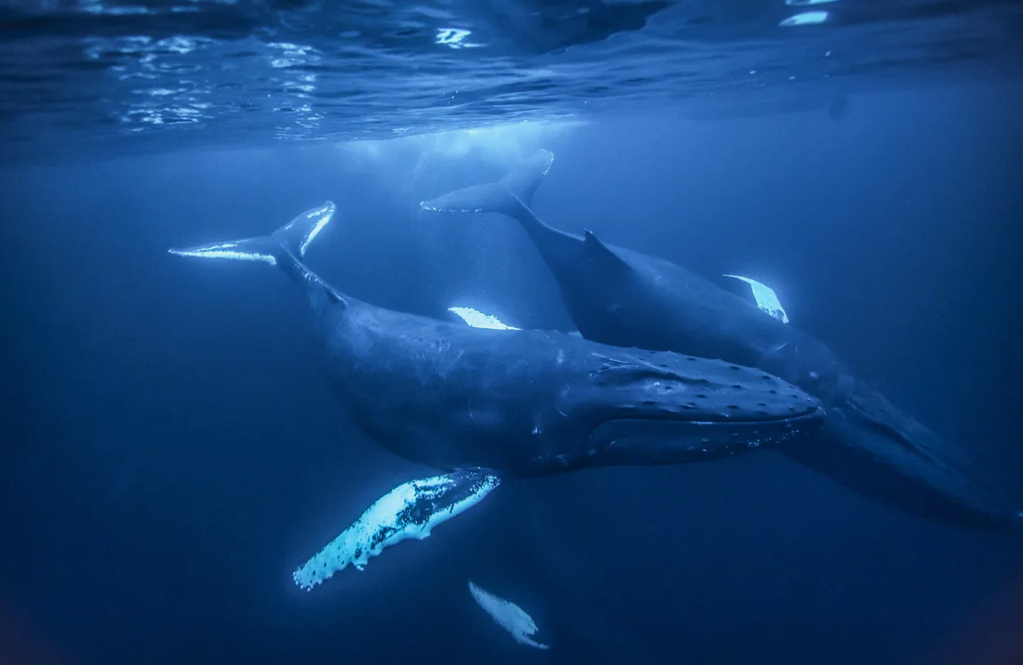 Синий кит (Balaenoptera musculus)