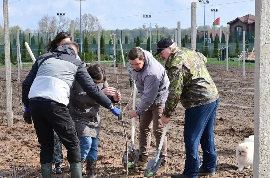 Лукашенко во время субботник. Фото взято из открытых источников. 